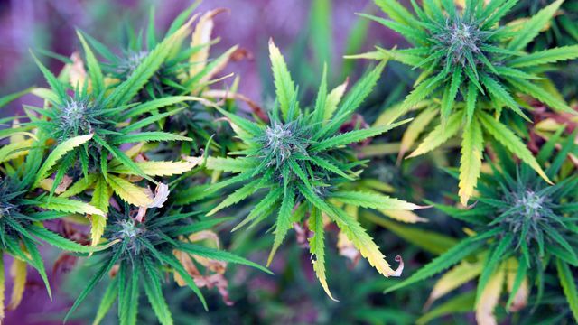 A close up of a cannabis plant.