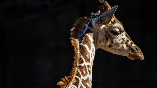 The head of a young giraffe. Black background.