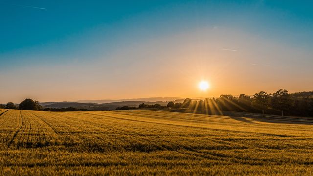An agricultural field, yellow in the setting sun. 