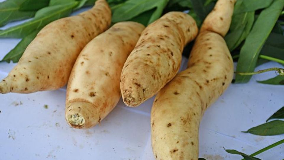 Freshly harvested white sweet potatoes with green leaves in the background.