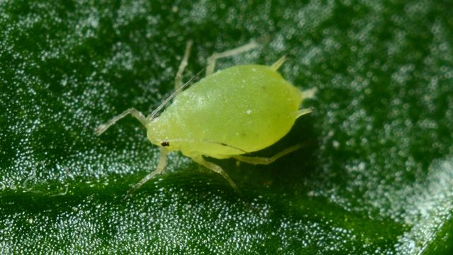Close-up of a green aphid on a leaf surface. 