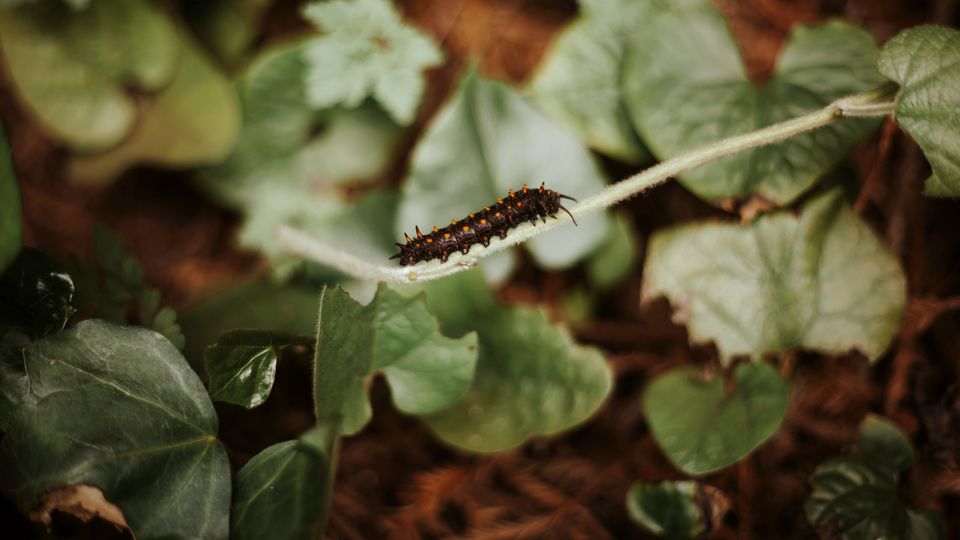 A black and orange caterpillar on a green stem. 