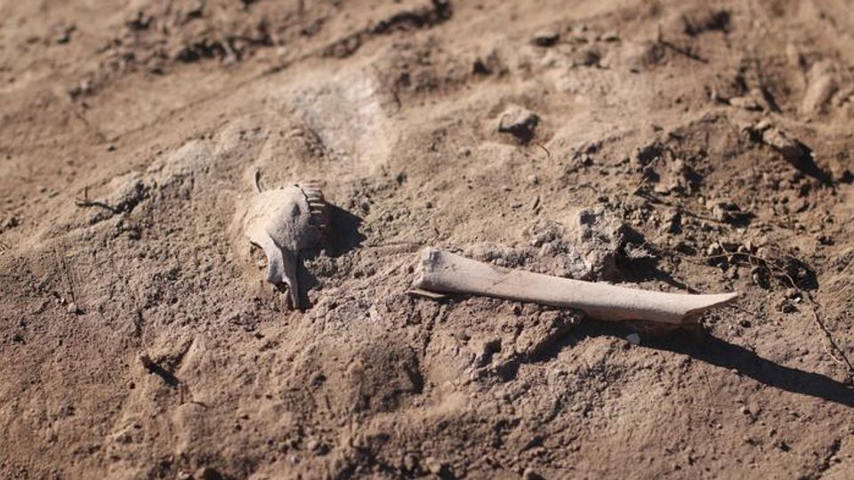 Sheep jaw and leg bones partially buried in soil at a Bronze Age archaeological site in the Eurasian steppe.