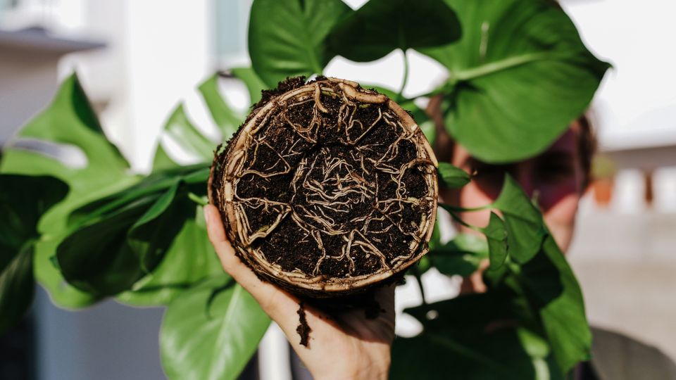 An upturned potted plant, coils of roots visible, blurred green leaves in background.