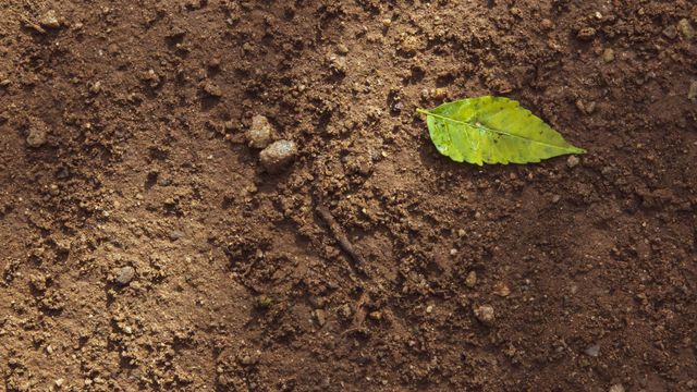 Brown soil with a single green leaf.