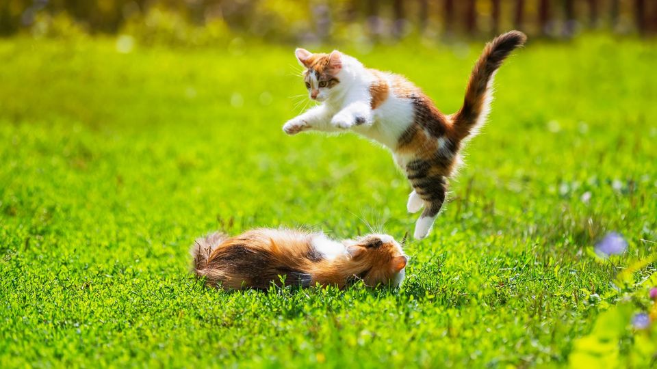 Two playful cats in a grassy yard, one leaping into the air above the other.