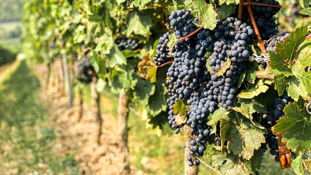 Black grapes on grapevines in a green field.