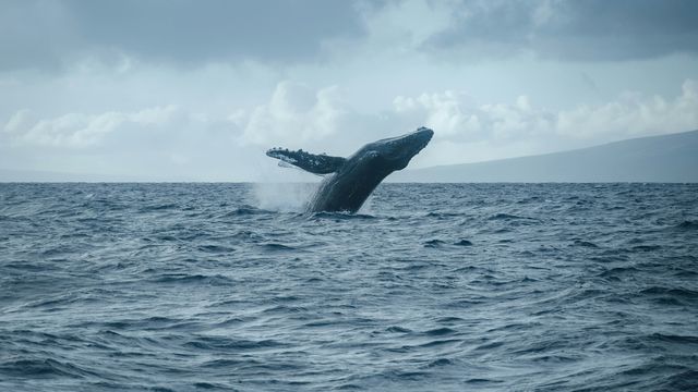 A humpback whale breaching the sea. 