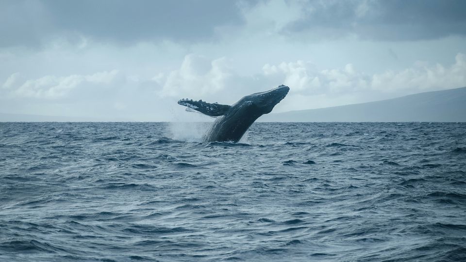 A humpback whale breaching the sea.