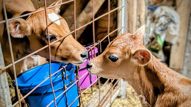 Two brown calves, interacting from either side of a wire fence. Buckets visible.