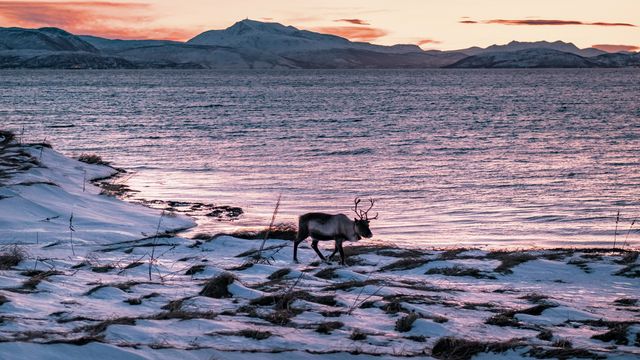 A single reindeer walking in the snow-covered tundra. Sea, mountains and twilight behind. 