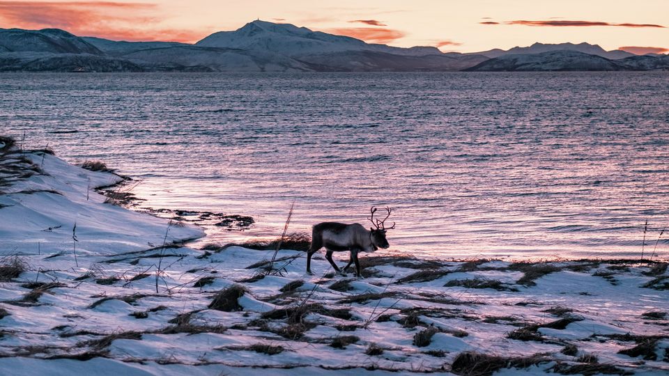 A single reindeer walking in the snow-covered tundra. Sea, mountains and twilight behind.