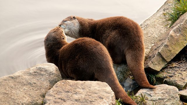 Two brown otters 'kiss' on rocks by the water's edge. 