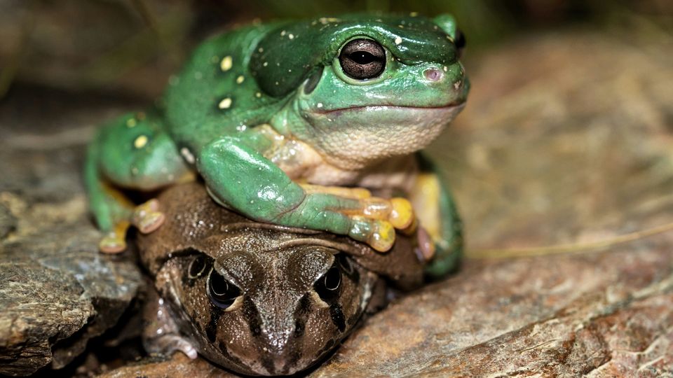 A green frog sits atop a brown frog on rocks.