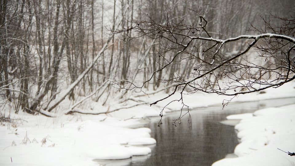 A river running through a snowy landscape, with a snow-covered tree branch in the foreground.