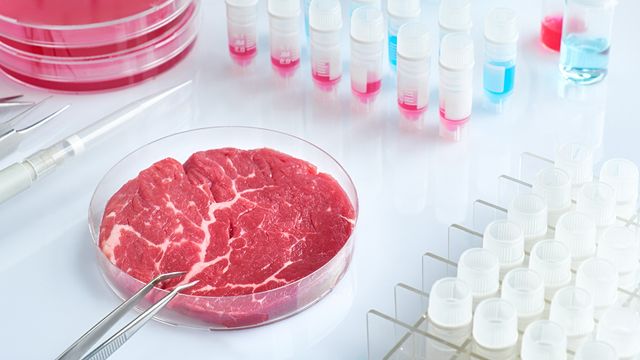 Lab-grown meat sample in petri dish with scientific tools and vials, representing cellular agriculture. 