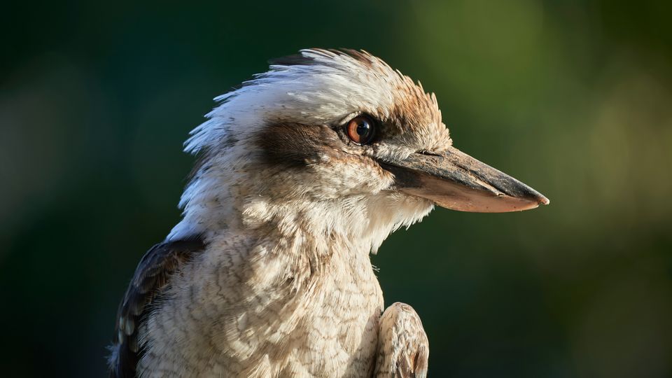 A kookaburra bird looking to the right of the frame. White and black feathers.