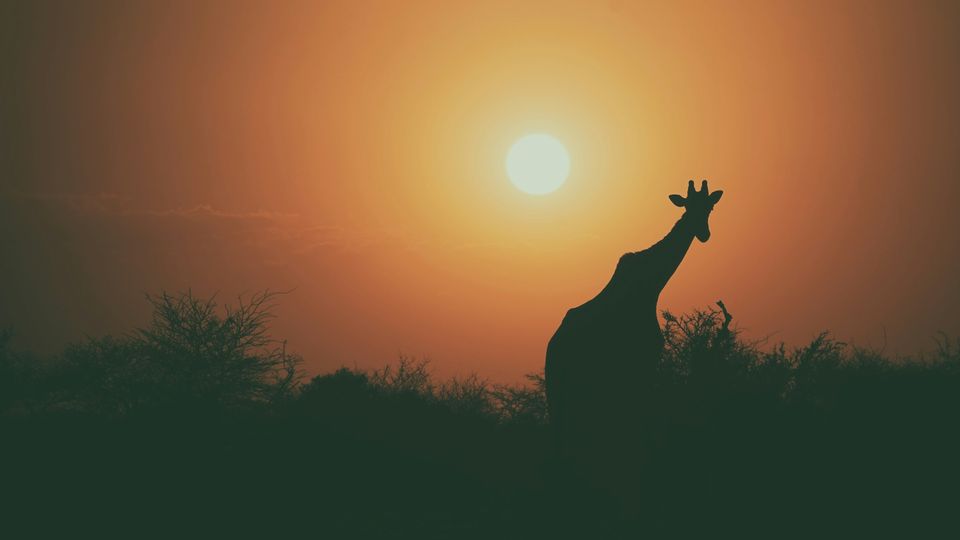The silhouette of a giraffe in front of a low, glowing, orange sunset.