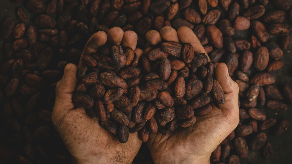 A pair of hands holding processed cocoa pod beans.
