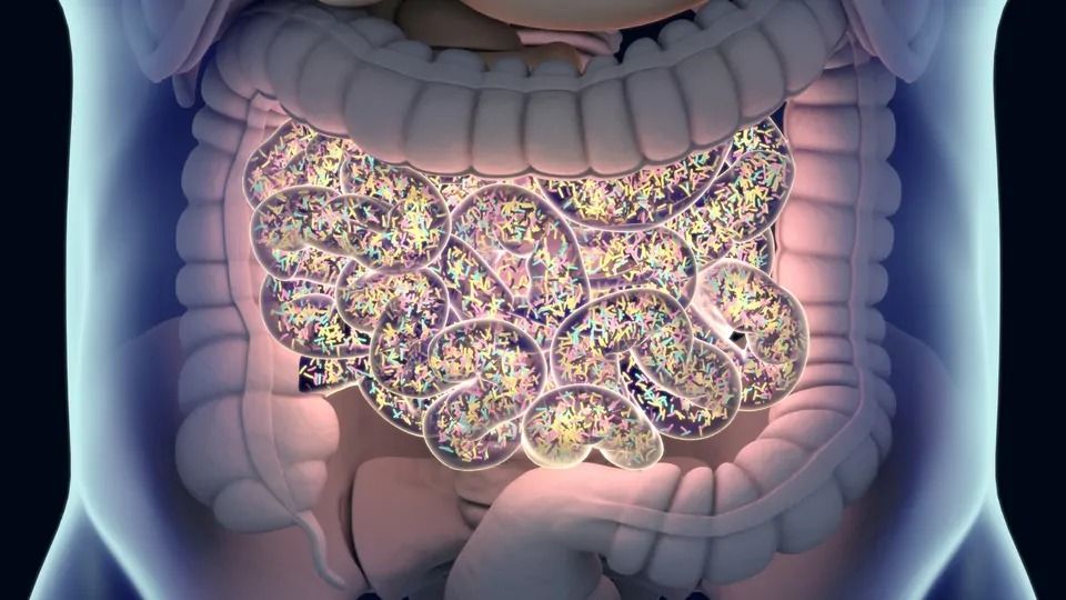 The gut and it's microbiome, symbolizing its impact on autism spectrum disorder.