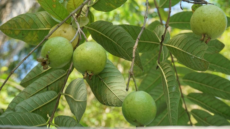 A bunch of green guava fruit growing on a tree branch.