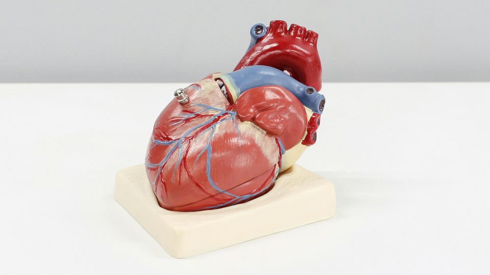 A model of a human heart on a white desk, the target for the heart failure drug spironolactone.