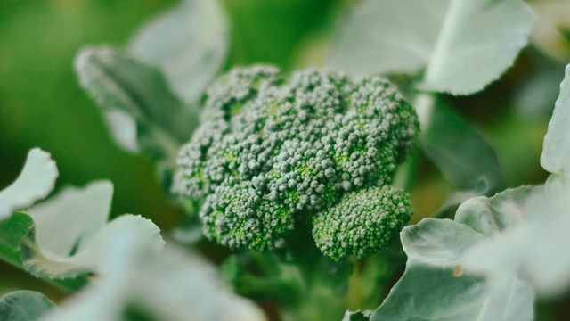 Plant-Based Diets Can Reduce the Risk of Cancer Deaths