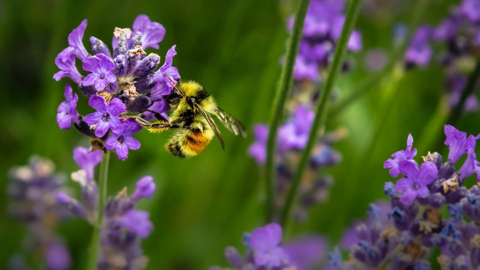Close-up of a bee collecting nectar from vibrant purple lavender flowers.