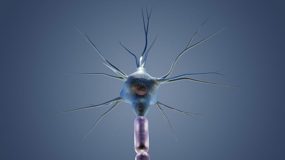 A neuron branches out in a star shape.