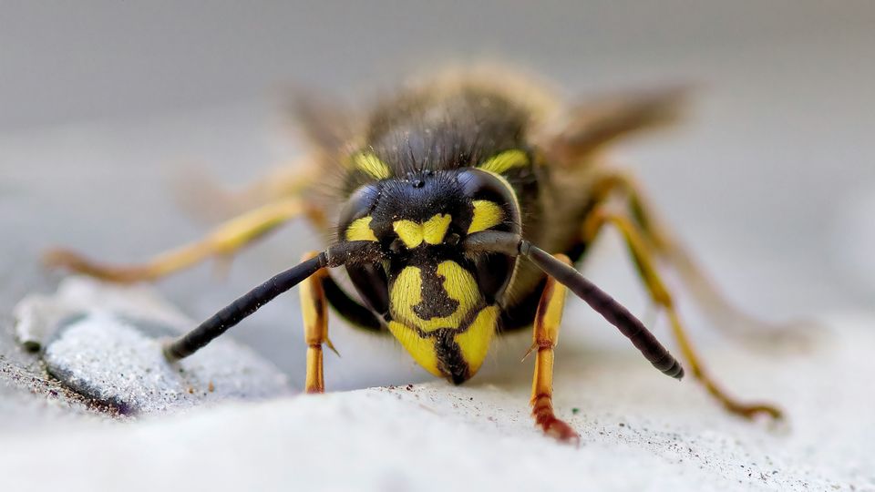 A yellow and black face of a wasp.
