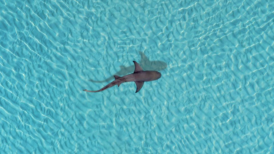 An ariel shot of a lone shark swimming in shallow clear water.