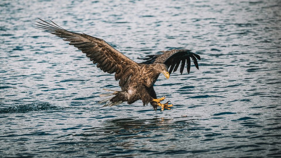 A sea eagle over water, its talons outstretched to the water's surface and wings wide.