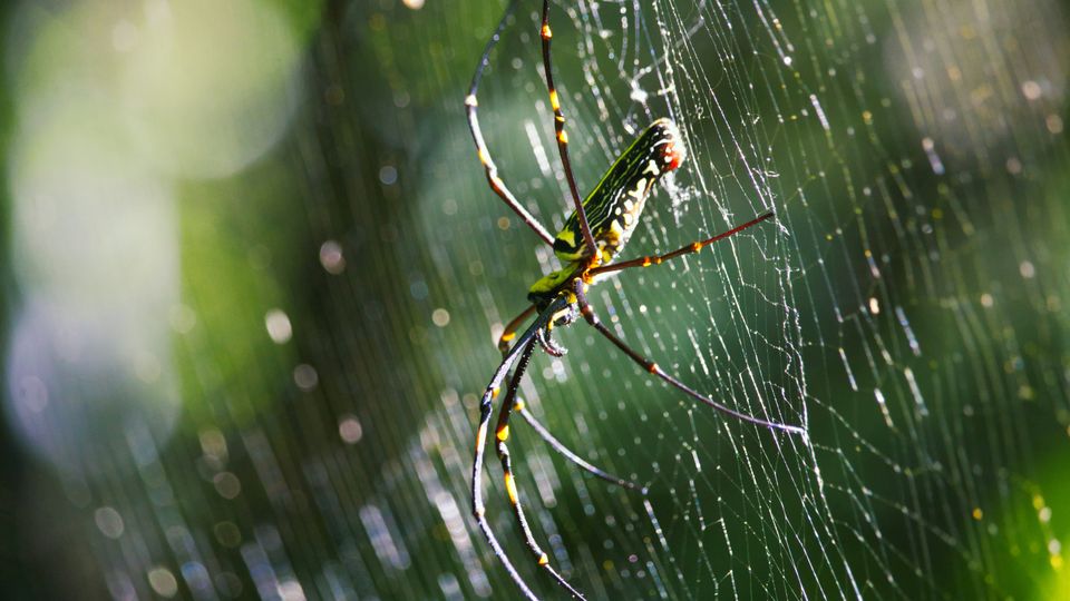 A spider with long legs and green coloration sitting in a web. Photo taken in Taiwan.