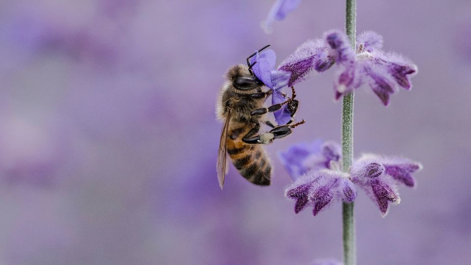A bee gathering nectar from a small purple flower.