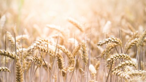 Researchers Develop Wheat That Makes Its Own Fertilizer