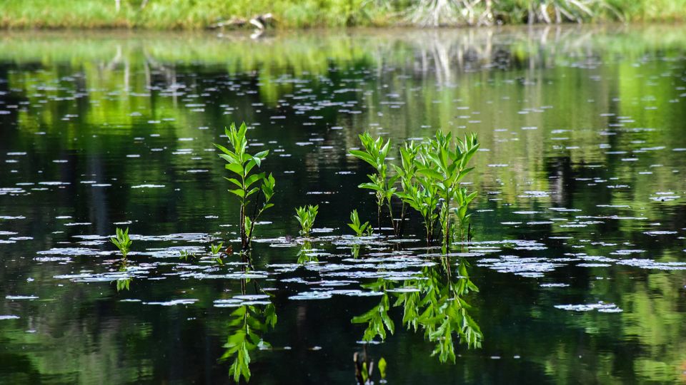 The still surface of a pond. Green leaves sprout up.