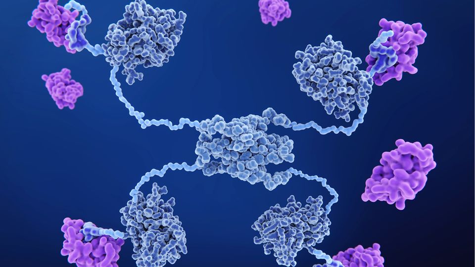 MDM2 proteins bigding to a p53 tumor suppressor protein and inactivating it, an example of therapeutic proteins.