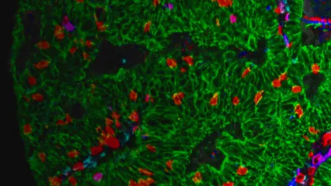 Fluorescent microscopy image showing 3D spatial cell biology with highlighted cellular structures.