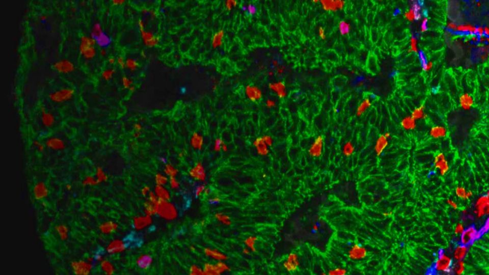 Fluorescent microscopy image showing 3D spatial cell biology with highlighted cellular structures.