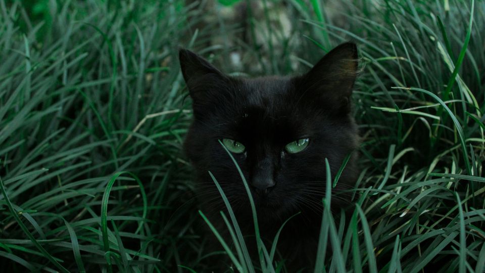 A black cat with green eyes sits among grass.