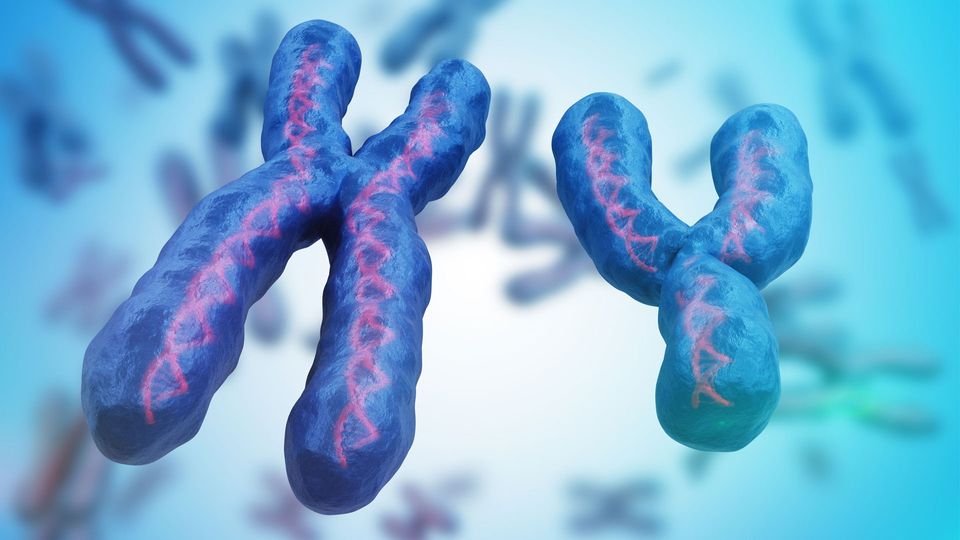 X and Y shaped chromosomes, illustrating sex-based differences in embryo development.