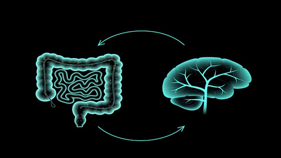 Illustration of the gut and a brain, demonstrating gut-brain axis, in cyan blue.