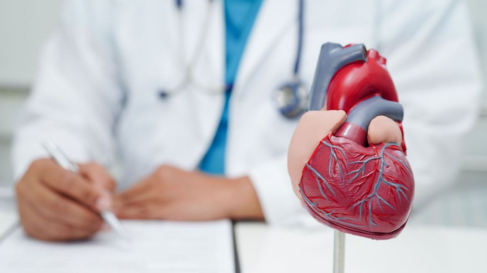 Model of human heart with doctor in white coat in background making notes.