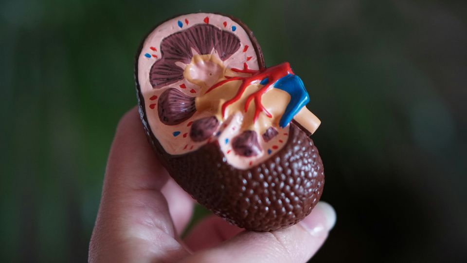 A person holding up an anatomical model of a kidney.