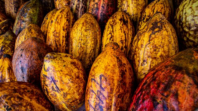 Cocoa pods huddled together, their colour yellow, red and brown. 