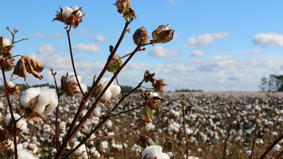 A cotton field under a blue sky.