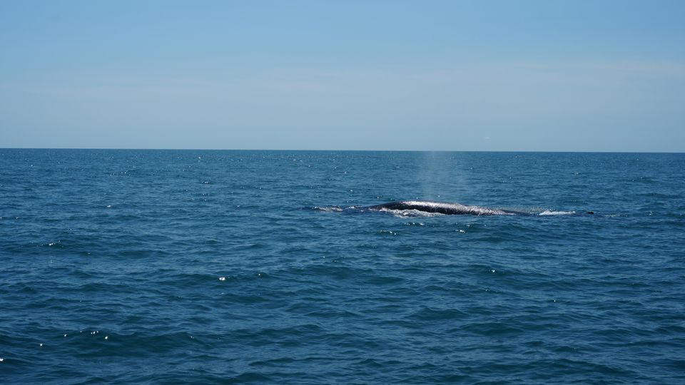 The back of a whale, a small spurt of water vapour visible near its presumed blowhole, all in a calm blue sea.