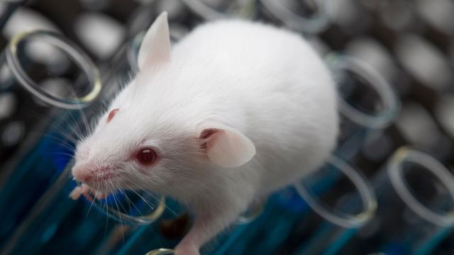 White lab mouse on test tubes used in scientific and medical research experiments.