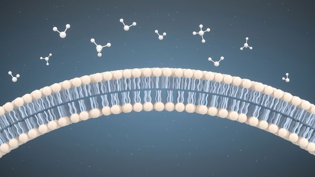 Small particles approaching the lipid bilayer, illustrating lipids in health and disease.