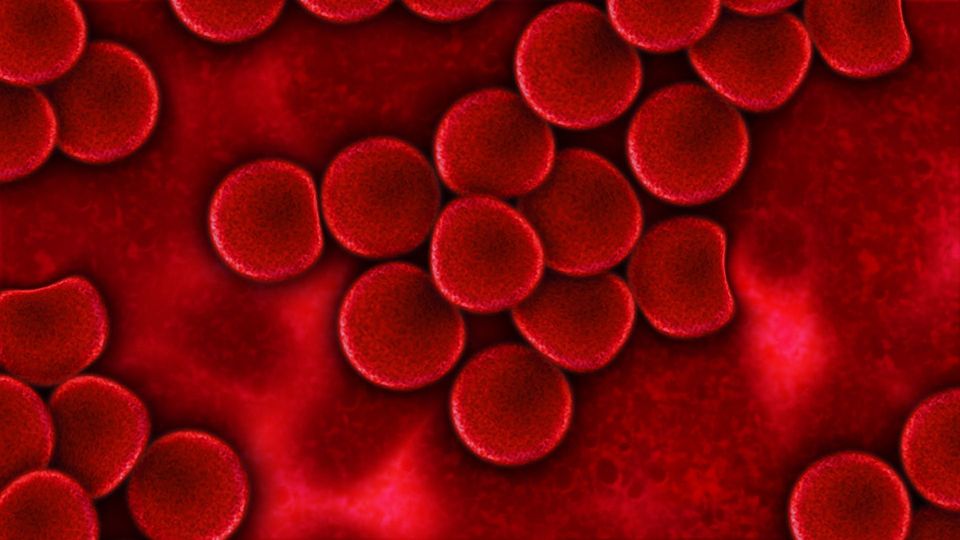 Image of red blood cells taken under a microscope.